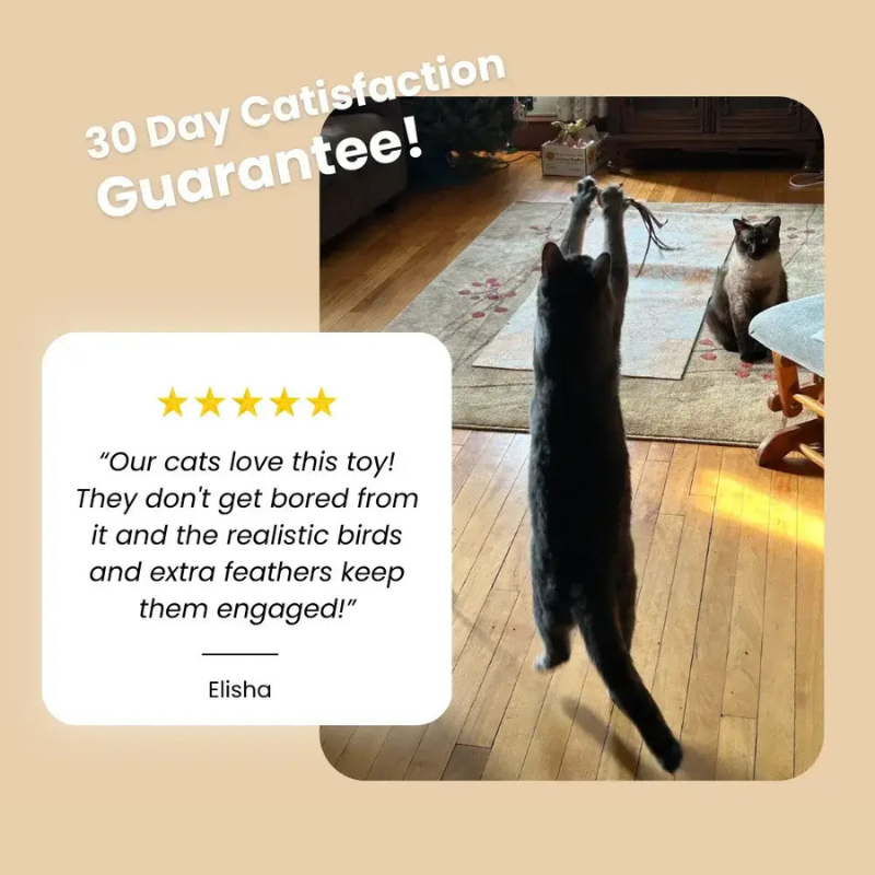 MeowMastery Toy