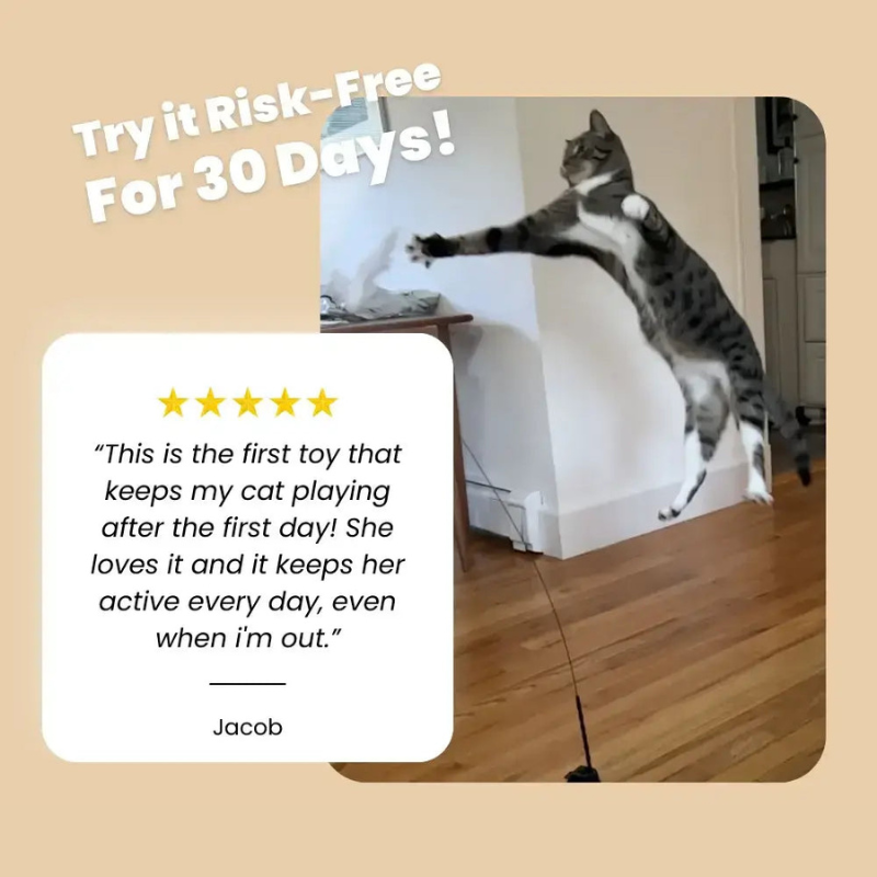 MeowMastery Toy